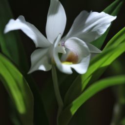 白蘭花<strong>美容</strong>護(hù)膚的神奇功效與注意事項