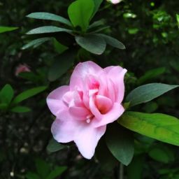 樊文花<strong>美容</strong>護膚產(chǎn)品的價格究竟貴不貴？探尋市場定位與性價比